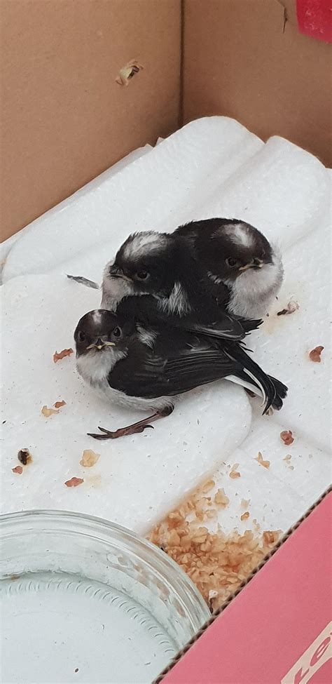 Do cats really need baths? Hey reddit, my cat recently brought these 3 cuties at home ...