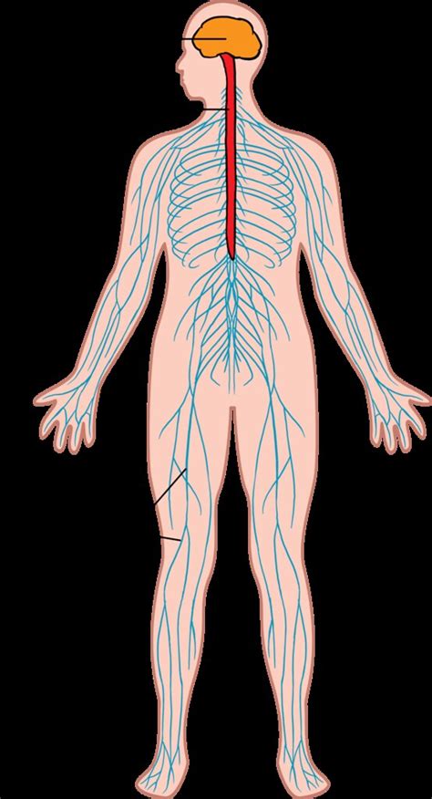 I hope you very helpful. Nervous system | Illustration used in Gr 7-9 Natural ...