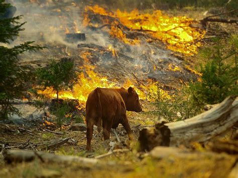 Bu yangınların en büyüğü ise. Bir Savaş Politikası Olarak Orman Yangınları Ve Hayvanlar ...