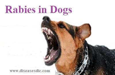 Whatever you need, whatever you want, whatever you desire, we provide. Rabies in Dogs - Symptoms, Complications, and Diagnosis.