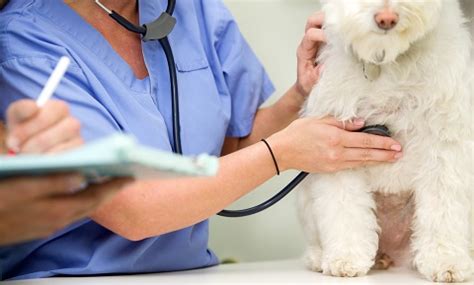 Joseph primary care offers a membership care program with the sole intent to give our members (patients) affordable and quality health care, as well as providing them with the tools to live a happy and healthy lifestyle. Testing for Heartworm Disease in Dogs | VCA Animal Hospital