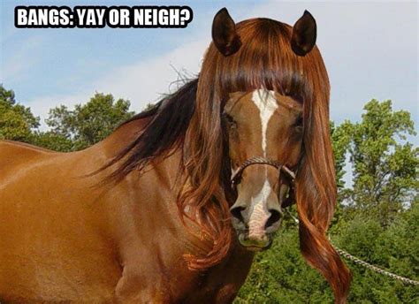 The horse i was riding today when he saw a particularly suspicious hedge: BANGS-YAY-OR-NEIGH | Horses, Funny horses, Yay or neigh