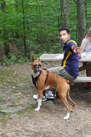 See more ideas about canton ohio, ohio usa, canton. Sam alperin, Boxer Stud in CINCINNATI, Ohio