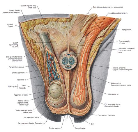 Human anatomy diagrams show internal organs, cells, systems, conditions, symptoms and. Male Anal Sex Anatomy Diagram