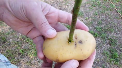 Most softwood rose cuttings will root within 10 to 14 days.1 to test their progress, tug very gently on the cuttings. CUTTINGS OF ROSES IN POTATO - YouTube