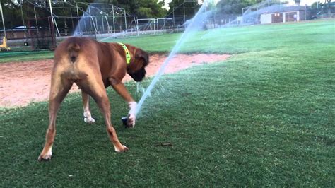 Maybe you would like to learn more about one of these? Boxer dog crazy with water sprinkler... - YouTube