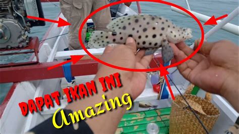 Maybe you would like to learn more about one of these? Mancing dapat ikan kerapu tikus dan ternyata ikan mahal ...