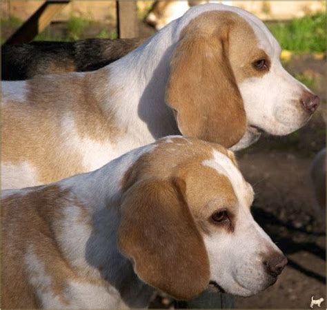 But they can also make a statement. Lemon Pink Nose Beagle Puppy | Beagle Puppy