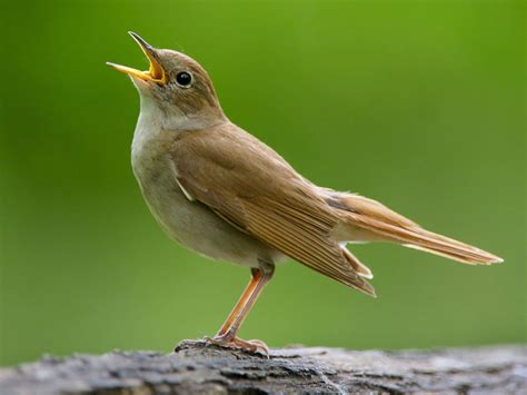 #saltatio mortis #mittelalter #rosen #nachtigall #musik #marcellas #gedankenwelt #spargelhampfsalat mit gummibärchen. Die Nachtigall - nachgeharkt