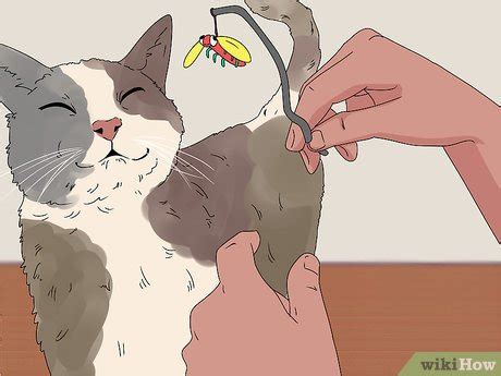 This is a disorder found in cats and dogs which causes jerky movements, tremors and generally walking and mild—these cats are very capable and require little to no extra care. 3 Ways to Care for a Cerebellar Hypoplasia Cat - wikiHow