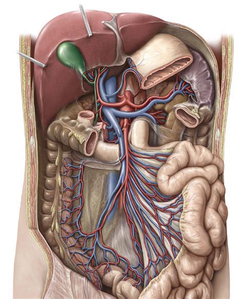 Anatomical map of human body. Surface Anatomy - Atlas of Anatomy
