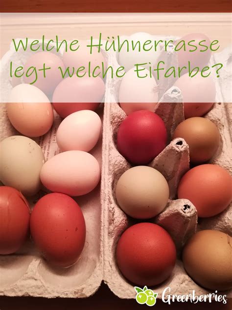 Erika __ das buch auf __ tisch (legen). Welche Hühnerrassen legen welche Eierfarben? | Hühner ...