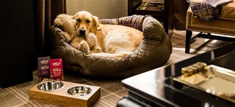 The atlanta and san diego hotels even host a periodic canine cocktails yappy hour. The pick of London's pet friendly hotels | Luxury ...