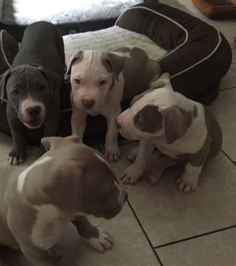 Dogs for adoption, therapy welcome to the home of the best pitbull puppies for sale in the world, let us say that again, the best. American Pit Bull Terrier Puppies For Sale | Salisbury, NC #281161
