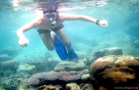 Tioman island malaysia is known to be a diving and snorkeling mecca, similar to redang or perhentian in the north. Entree Kibbles: Snorkeling Spot Right Outside Paya Beach ...