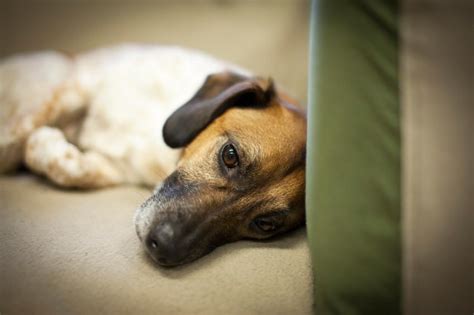 This page looks at the symptoms, causes, and treatment of canine prostate there are various types of canine prostate cancer. Symptoms of Prostate Cancer in Dogs