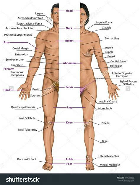 Thank you for visiting female body system diagram anatoomy pictures. Pin on #AmberHeard #JusticeLeague #WarnerBros #people a ...