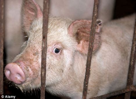 What is the meaning of cruel. Pig farmers flout ban on cruel cages meaning families can ...
