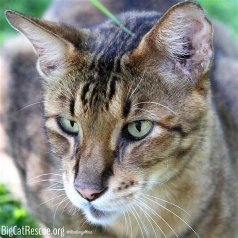 *savannah cat is defined as (a) a savannah with tica registration; King Tut the Savannah Cat at Big Cat Rescue