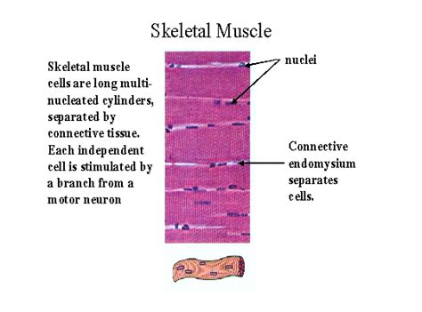 Smooth muscle diagram labeled ~ diagram. Labeled Skeletal Muscle Cell Diagram ~ DIAGRAM