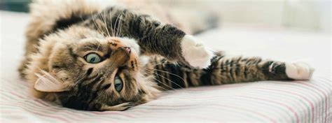 ► was sie beim impfschutz von katze oder kater beachten sollten. Ratgber: Impfschutz für Kätzchen und Katzen | PURINA®