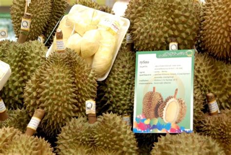 A wide variety of wholesale malaysia durian options are available to you, such as cultivation type, shape, and style. Trade office warns of future durian competition from China ...