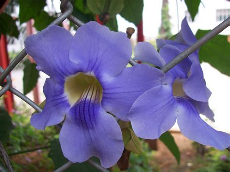 Alternative names for eight flowering plant families have been extensively discussed (reviewed by mcneil & brummitt, 2003) and some authors strictly prefer the traditional versions (e.g. Indian flowers and herbs: Clock Vines