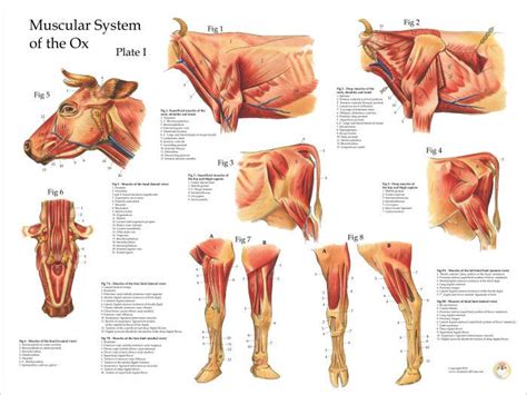 Want to discover art related to cow_cat? Ox Bovine Muscle Anatomy Poster | Large animal vet, Muscle ...