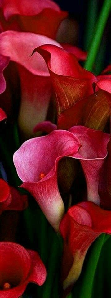 Calla lily flowers near me. Pin by Me Mar on Flowers & Roses | Lily flower seeds ...
