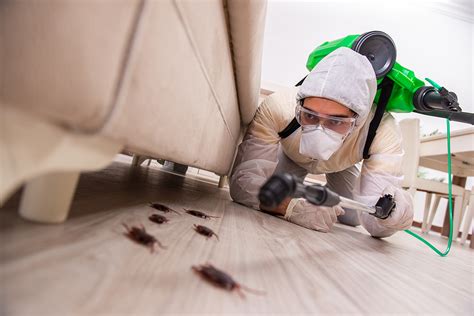 License number 6880 2044 2044 bug scene investigator bug thug pest control bug thug pest control bug criterium‐henderson engineers 500001 henderson. Pest Control Services in Henderson NV | Dr. Death Pest Control