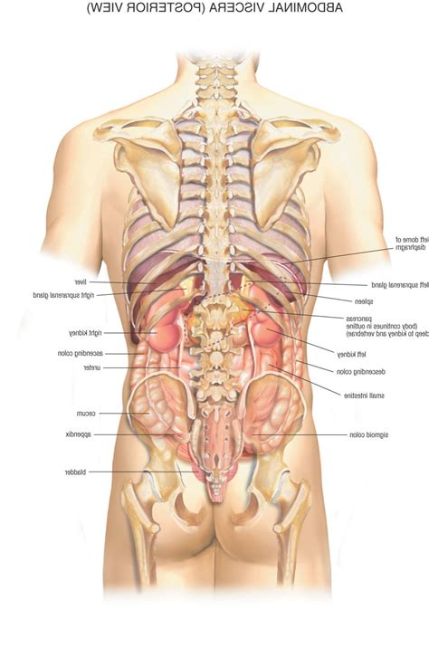 Welcome to innerbody.com, a free educational resource for learning about human anatomy and physiology. Male Human Anatomy Diagram . Male Human Anatomy Diagram ...