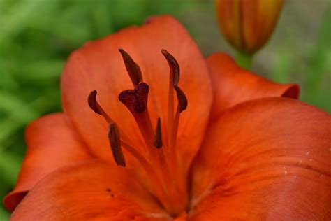 Carpels are the basic units of pistil. Image libre: en détail, horticulture, Lily, pistil, fleur ...