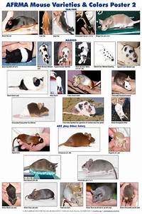 Afrma Mouse Varieties Colors Poster P2 Mice Pinterest Other