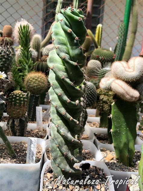 Hace relativamente poco recibíamos esta cuestión por parte de uno de nuestros seguidores y, la verdad, es que nos sentimos realmente obligados a crear un texto que. Vista de un ejemplar del cactus Cereus validus ᶦSpiralis ...