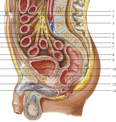 They are responsible for the maintenance of continence the anatomy of the pelvis varies depending on whether you are male or female. Male Pelvis | Radiology Key