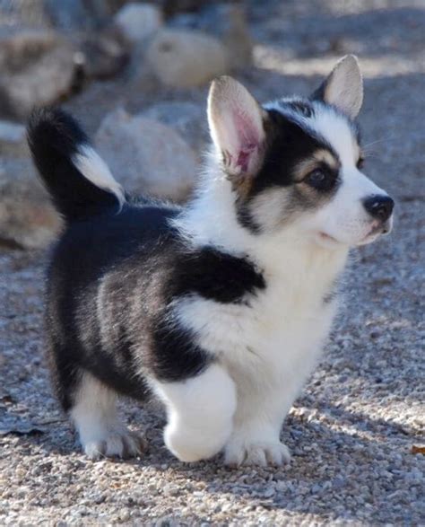 They also develop a fondness for other pets and strangers. Husky Corgi Mix / Horgi Puppies- One of the Cute Breeds ...