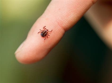 Ther are hundreds of very. Tick Prevention | Residential Tick Control from Western ...