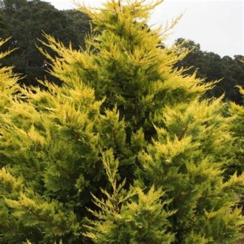 Maybe you would like to learn more about one of these? Gold Rider Leyland Cypress Trees for Sale Online | Free Shipping Over $125