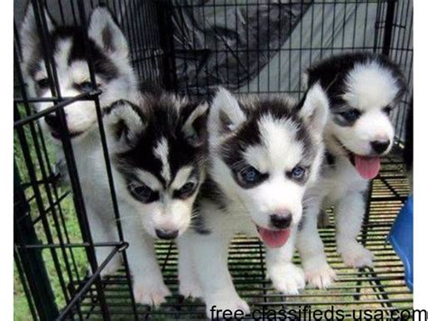 They are 7 weeks old and are all ready for a new. Siberian husky puppies available text (805) 633-8282 - Animals - Indianapolis - Indiana ...