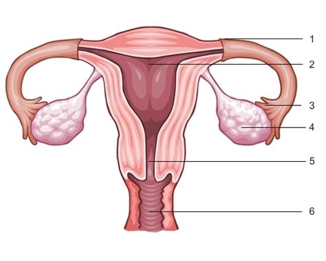 What happens during the menstrual cycle? Identify and label the numbered parts of the female ...