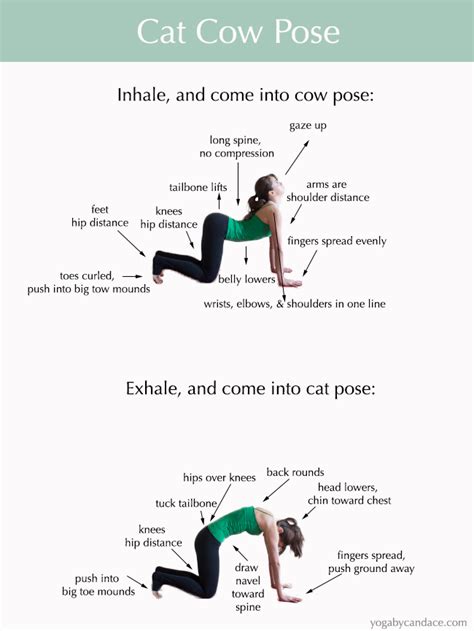 Find related exercises and variations along with expert tips. How to do Cat Cow Pose — YOGABYCANDACE