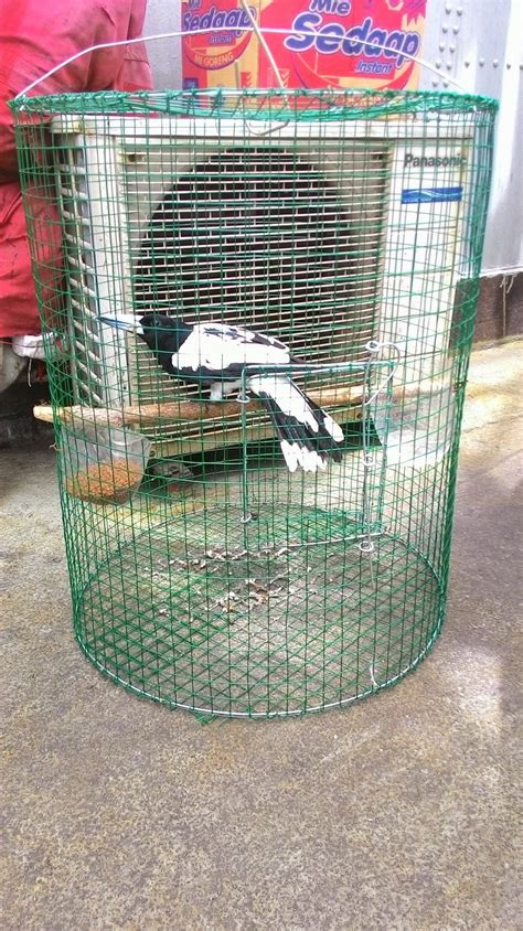 Berikan tulang sotong dengan cara dicantel pada sangkar & bisa bertahan selama setahun. Membuat Kandang Burung Dari Kawat - Tentang Kolam Kandang ...