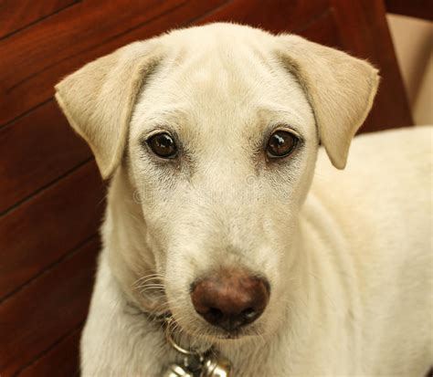 Consigli utili per rivestire una sedia col fai da te: Cane Bianco Che Si Trova Su Una Sedia Di Legno Immagine ...