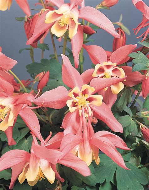 Arizona flower market is the premier place to purchase fresh, wholesale wedding flowers and floral supplies all at bulk perennials for sale can offer you many choices to save money thanks to 16 active results. Aquilegia Seeds Dynasty Bulk Perennial Seeds