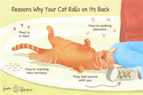 Even indoor cats do this sometimes. Why Do Cats Roll on the Ground?