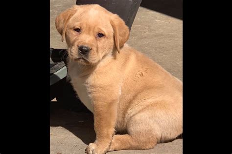 We have been breeding labradors for 20 years and aim for healthy dogs with good temperament. Colorado Aspen Labs - Labrador Retriever Puppies For Sale ...