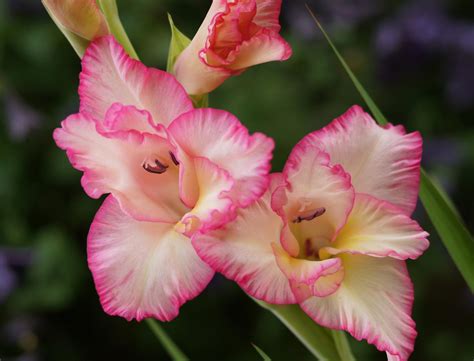 Arti bunga marigold adalah hangat dan dahsyat. Home.co.id | Garden: Jenis Bunga yang Sesuai dengan Bulan ...