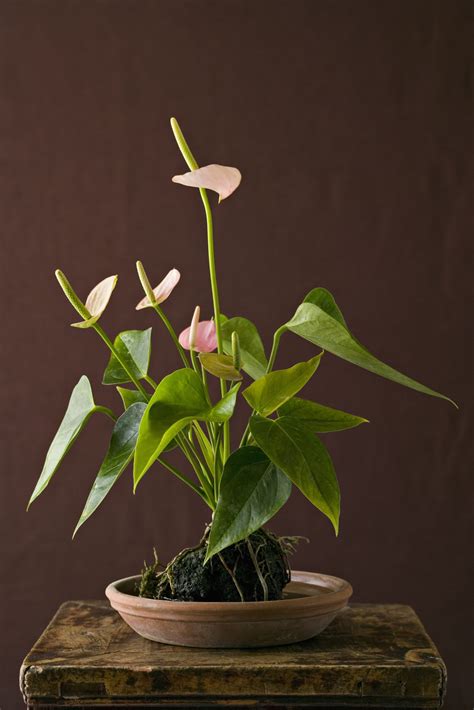 These blush leaves are sure to bring a splash of color to your space. 60cm Anthurium Houseplant with Pink Flowers | HeyPlants