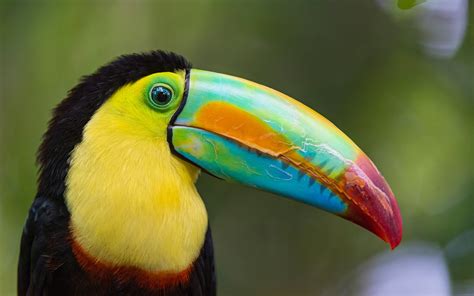 Free photo: Tropical Bird - Beak, Bird, Tropical - Free Download - Jooinn