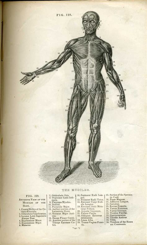 Gray's anatomy by henry gray, stiff: Pin by Katelyn Koder on Anatomy & Physiology | Book images, Human body, Anatomical